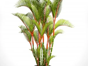 cyrtostachys renda palm 3D Model
