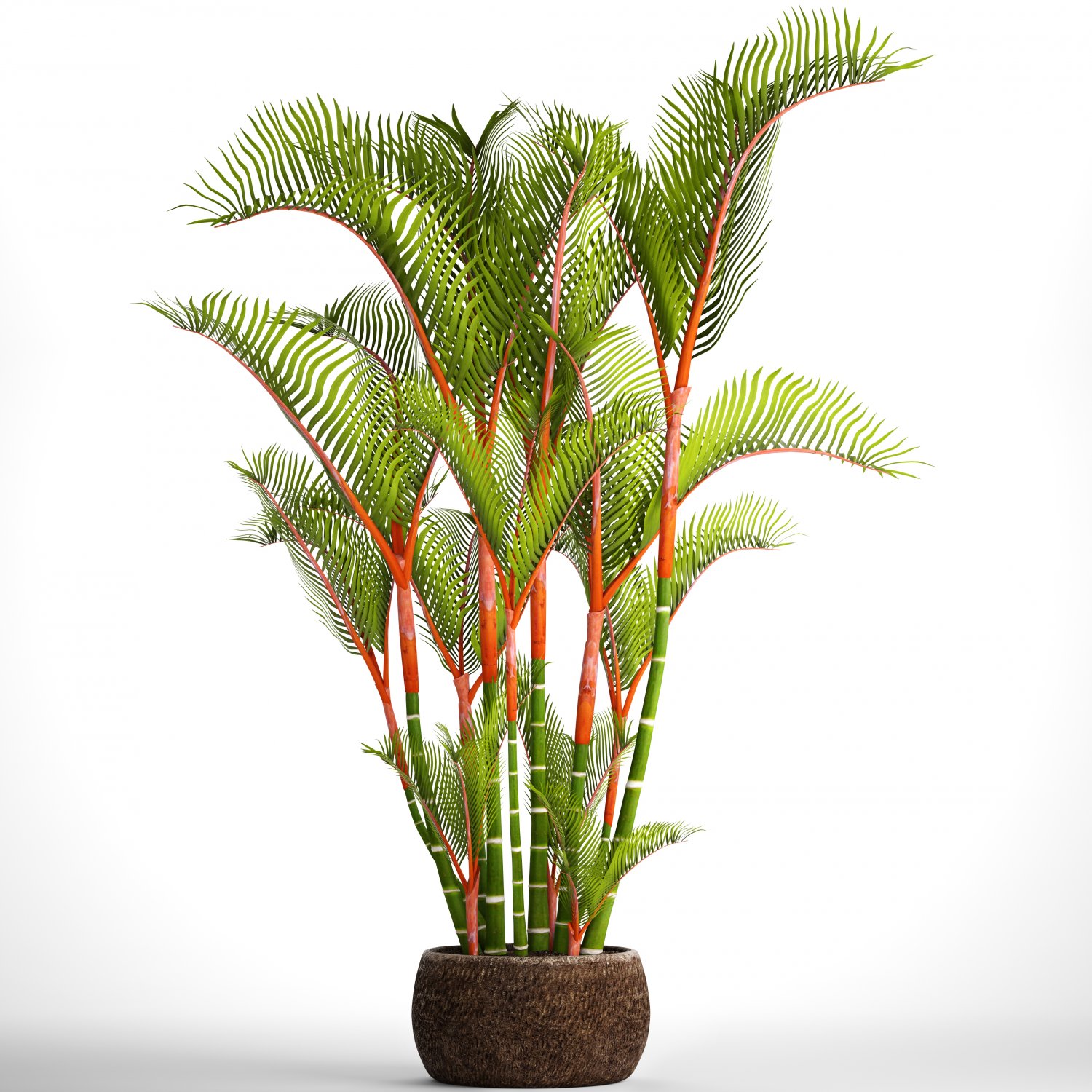 Cyrtostachys Renda Palm 3d Model In Tree 3dexport 16 imagens png transparentes em cyrtostachys renda. cyrtostachys renda palm 3d model in tree 3dexport