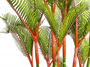 cyrtostachys renda palm Modelo 3D