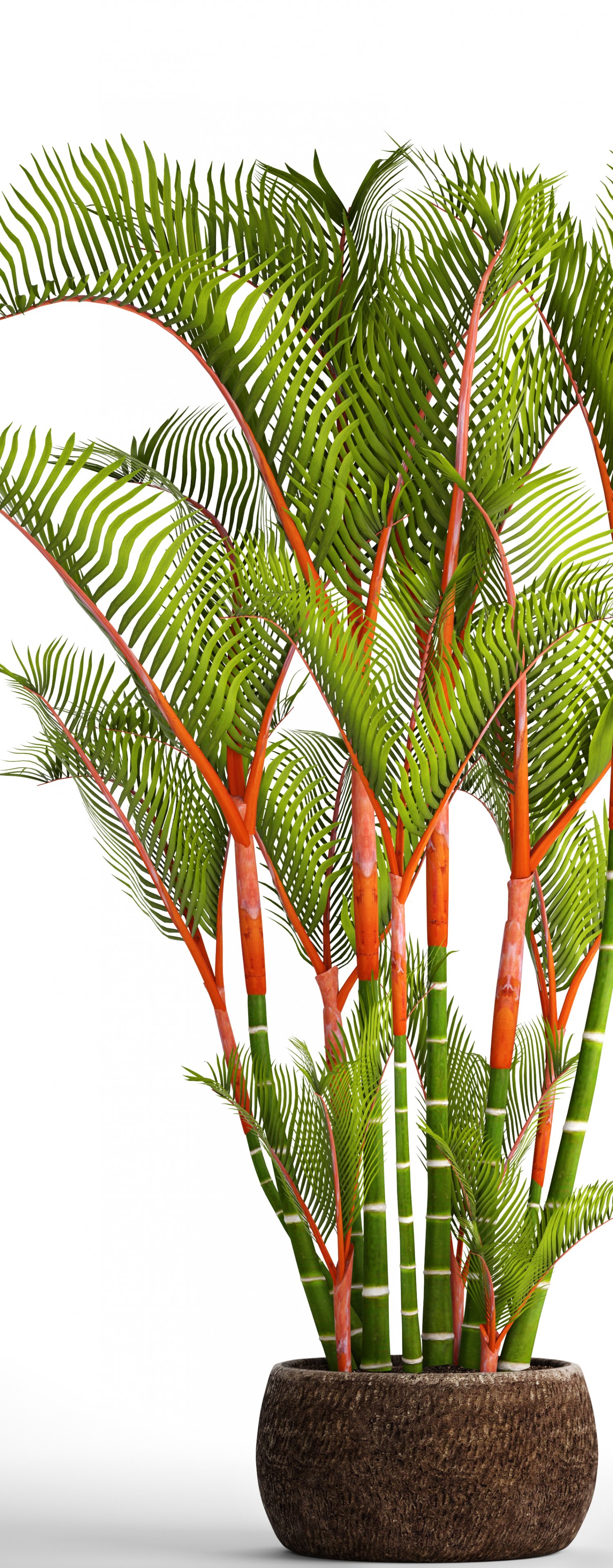 Cyrtostachys Renda Palm 3d Model In Tree 3dexport Cyrtostachys renda tree hyophorbe lagenicaulis wodyetia, sensitive plant png clipart. cyrtostachys renda palm 3d model in tree 3dexport