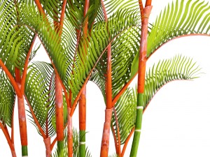 cyrtostachys renda palm Modelo 3D