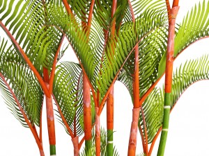 cyrtostachys renda palm Modelo 3D