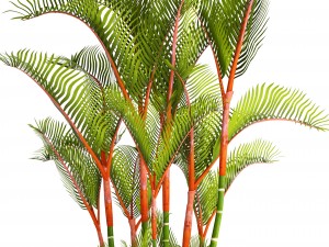 cyrtostachys renda palm Modelo 3D