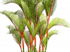 cyrtostachys renda palm 3D Model
