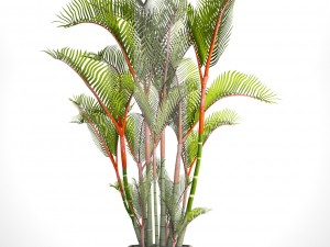 cyrtostachys renda palm Modelo 3D
