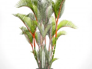 cyrtostachys renda palm 3D Model