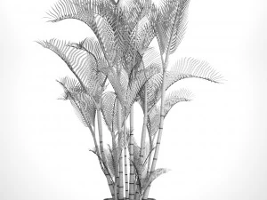 cyrtostachys renda palm 3D Model