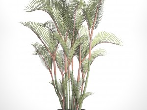 cyrtostachys renda palm Modelo 3D