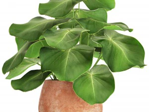 냄비에 열대 식물 3D 모델