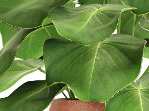 tropical plant in pot 3D Model