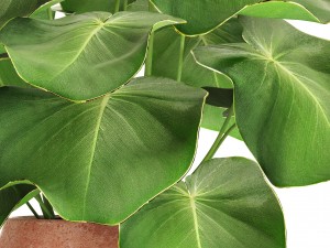 tropical plant in pot 3D Model