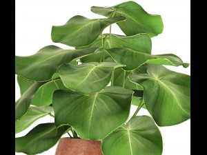 tropical plant in pot 3D Model