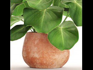 tropical plant in pot 3D Model