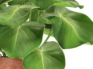 tropical plant in pot 3D Model