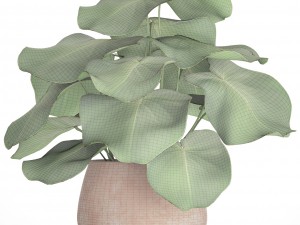 tropical plant in pot 3D Model