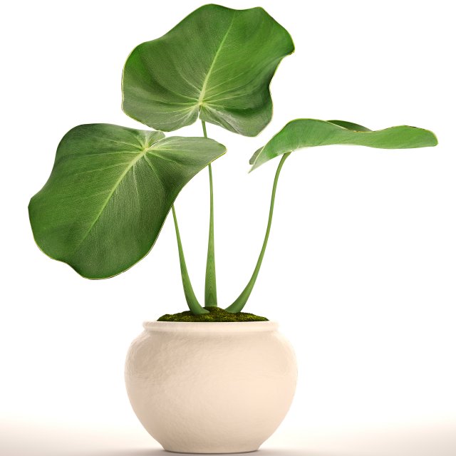 tropical plant in pot 3D मॉडल .c4d .max .obj .3ds .fbx .stl .blend 