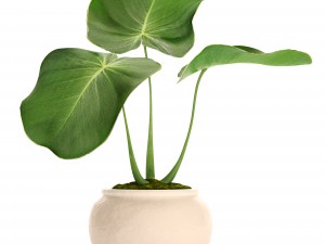 tropical plant in pot 3D मॉडल