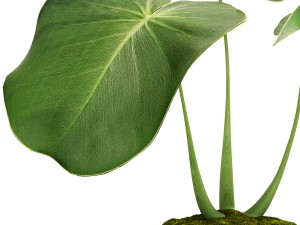 tropical plant in pot 3D मॉडल