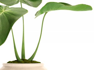 tropical plant in pot 3D मॉडल