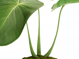tropical plant in pot 3D मॉडल