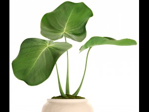 tropical plant in pot 3D मॉडल