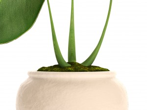 tropical plant in pot 3D मॉडल