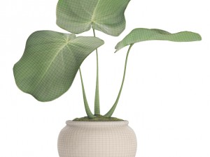 tropical plant in pot 3D मॉडल