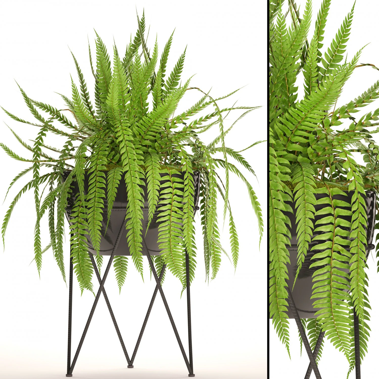 fern 3D Model .c4d .max .obj .3ds .fbx .stl .blend