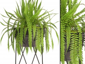 fern Modelo 3D