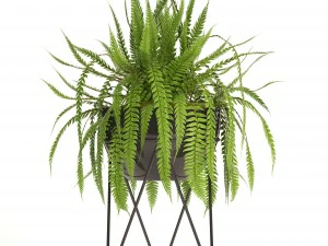 fern 3D Model
