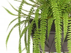 fern 3D Model
