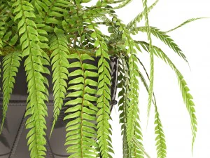 fern 3D Model