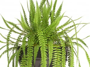 fern 3D Model