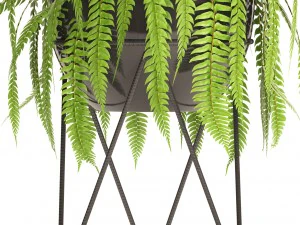 fern 3D Model