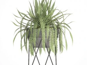 fern 3D Model