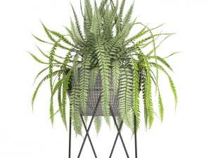 fern 3D Model