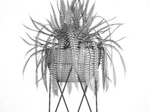fern 3D Model