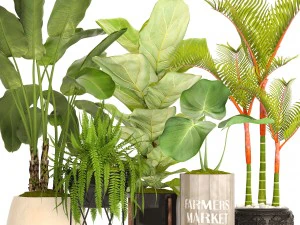 piante di raccolta Modello 3D