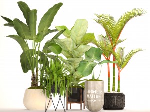 collection plants Modèle 3D