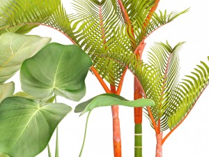 collection plants Modèle 3D