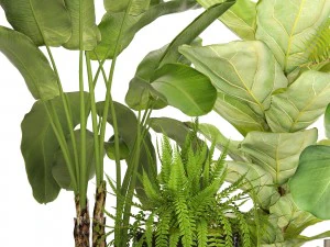 collection plants 3D Model