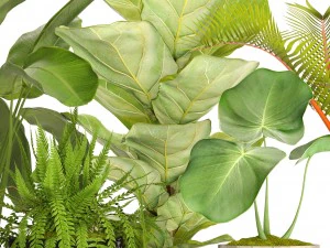 collection plants 3D Model