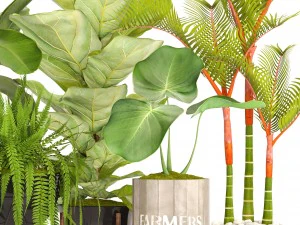collection plants 3D Model