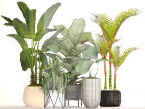 collection plants Modèle 3D