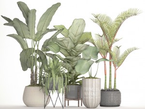 collection plants Modèle 3D