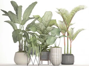 collection plants 3D Model