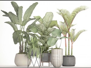 collection plants Modèle 3D