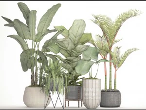 collection plants 3D Model