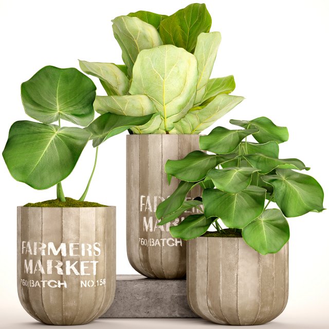 ficus lyrata trees 3D 모델 .c4d .max .obj .3ds .fbx .stl .blend 