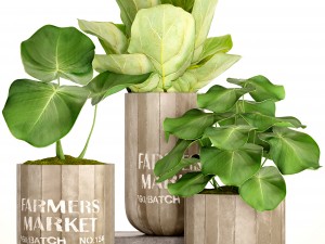 ficus lyrata trees 3D-Modell